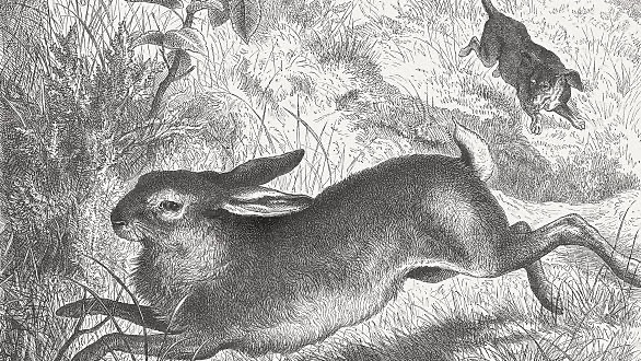 Il cane e la&nbsp;lepre